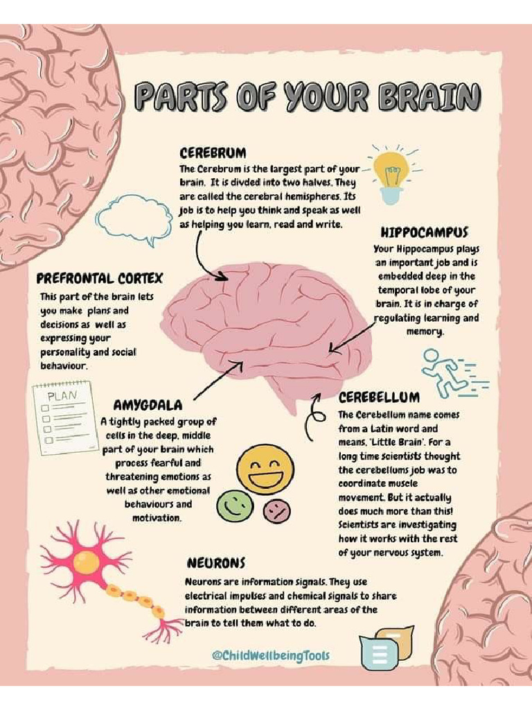 Parts of Your Brain | PDF