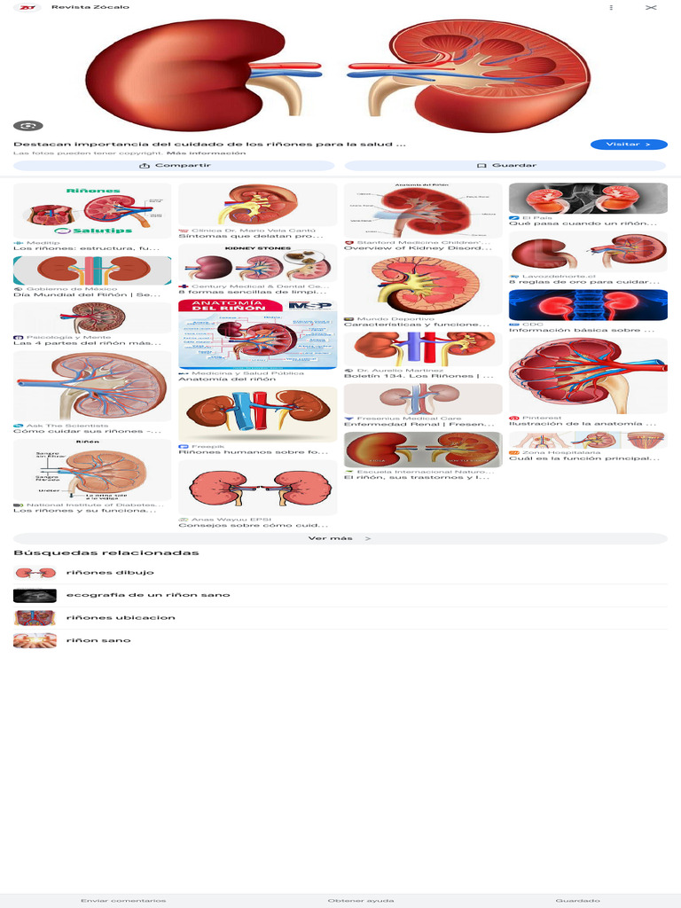 Riñones - Buscar Con Google | PDF | Ciencias de la Salud | Riñón