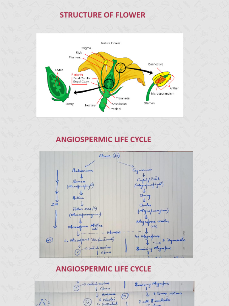 Angiosperm Structure and Life Cycle Guide | PDF | Science & Mathematics