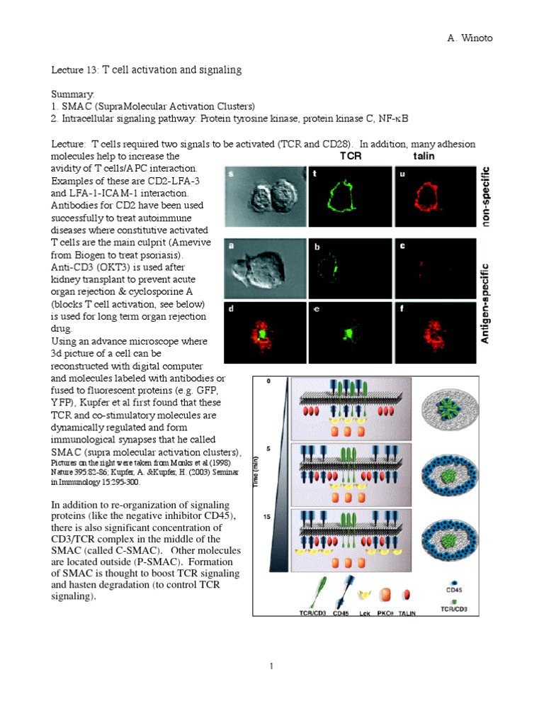 T Cell Activation and Signaling Overview | PDF | Nf κb | T Cell