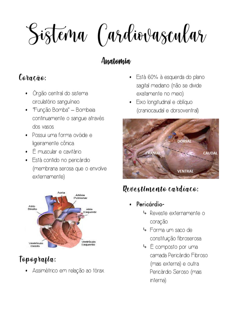 Anatomia do Coração: Estrutura e Função | PDF | Átrio (coração ...