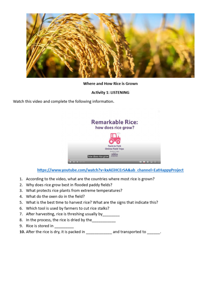 Where and How Rice Is Grown | PDF | Rice | Paddy Field