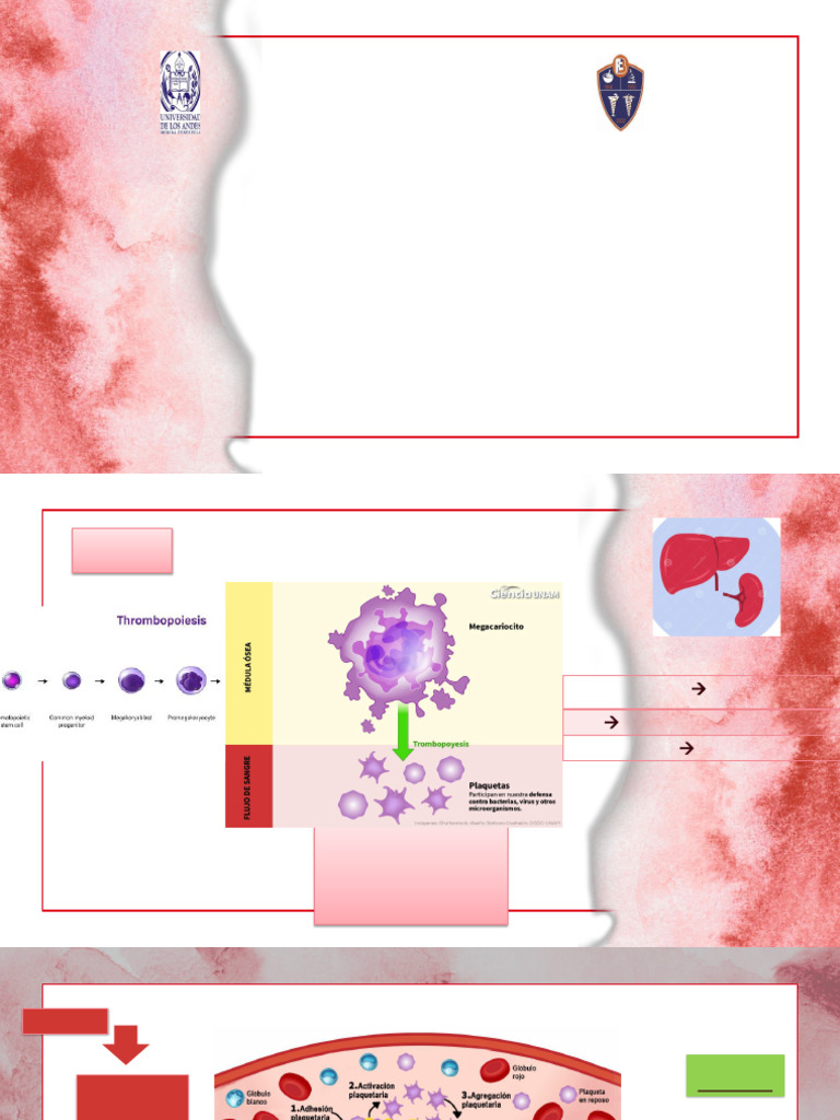 Recuento de Plaquetas y Plaquetas Gigantes | PDF | Plaqueta | Hemostasia