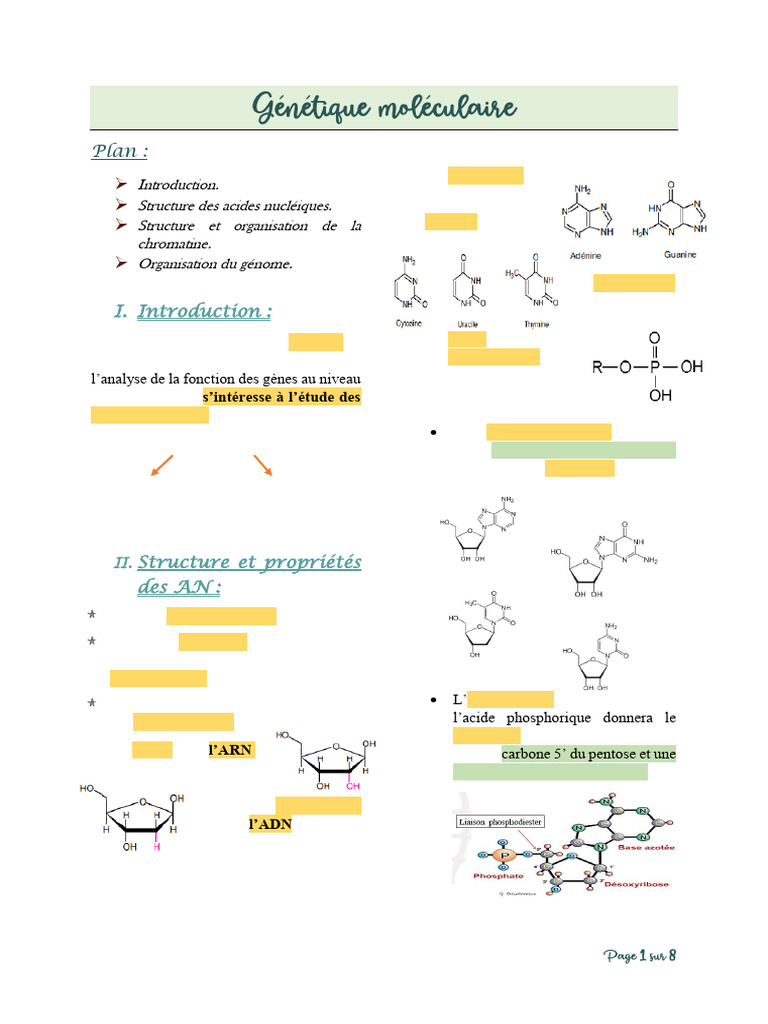 Structure et organisation de l'ADN | PDF | ADN | Nucléotides