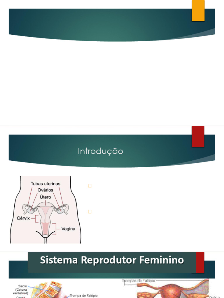 Aula 1 - Sist Reprod Fem | PDF | Vagina | Sistema endócrino