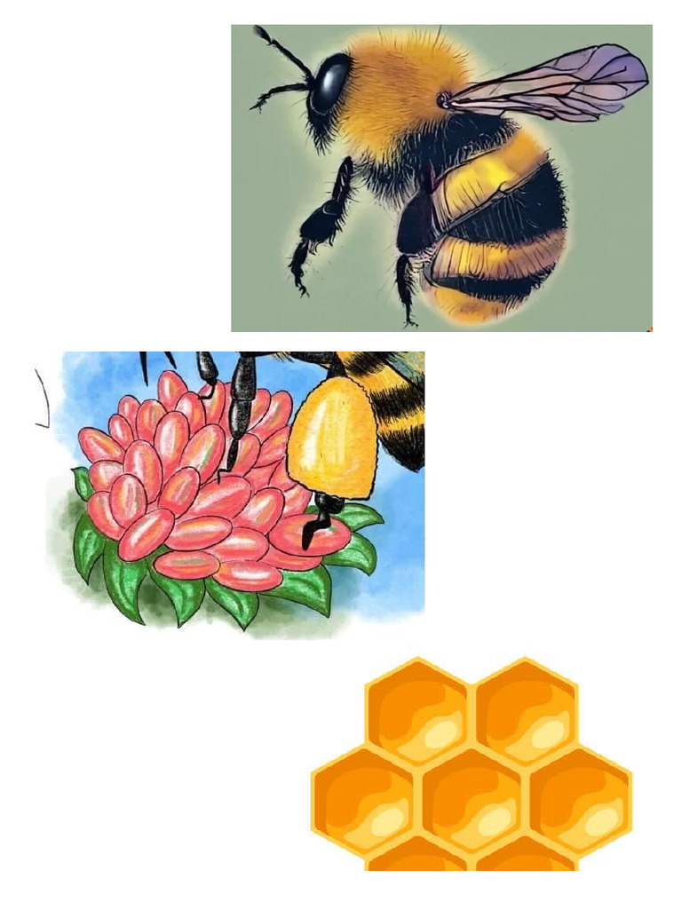 Bee | PDF