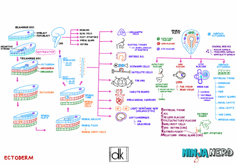 Embryology) 04 Ectoderm - Key | PDF