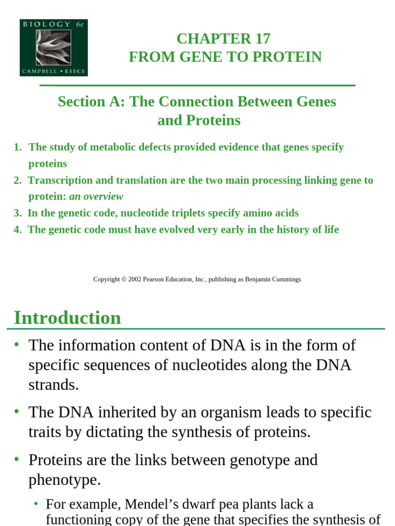 17A GenesAndProteins | PDF | Translation (Biology) | Genetic Code