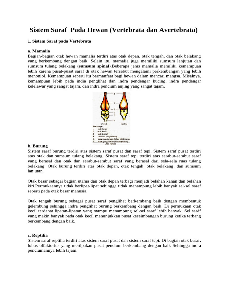Sistem Saraf Hewan: Vertebrata & Avertebrata | PDF | Sains & Matematika