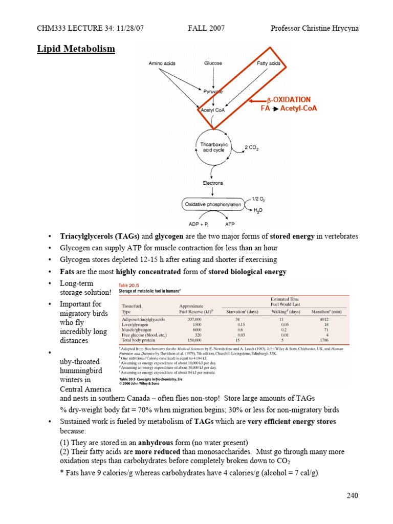 Lipid Metabolism and Fatty Acid Utilization | PDF | Lipoprotein | Lipid