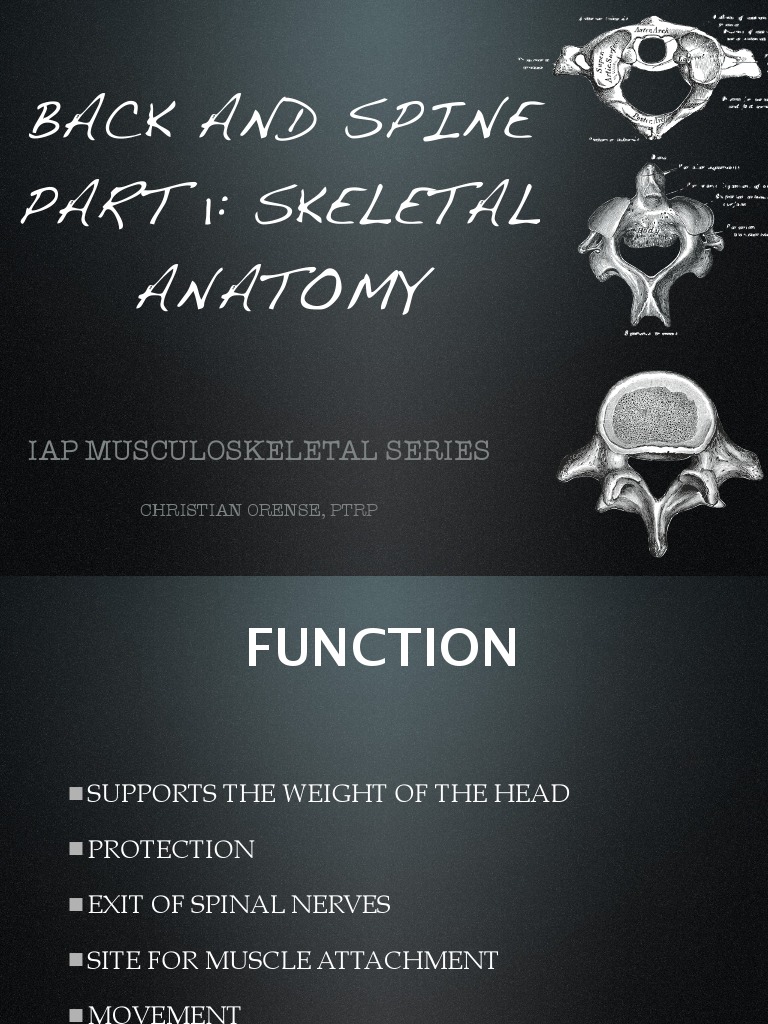 Skeletal Anatomy of the Spine | PDF