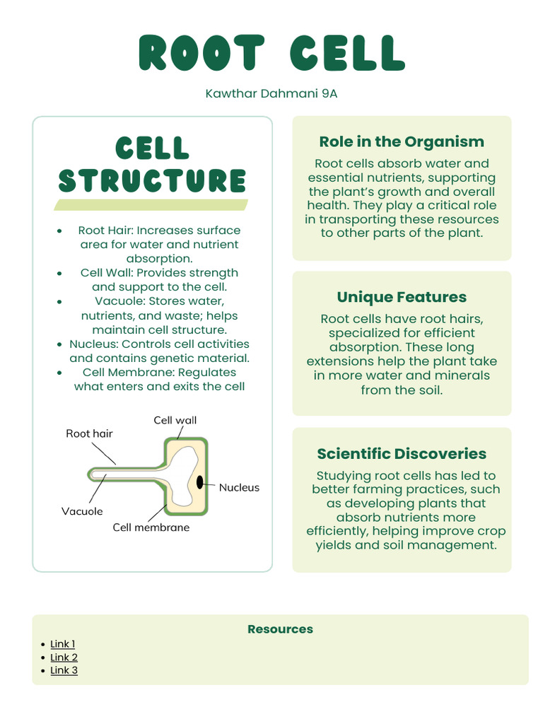 Root Cell | PDF