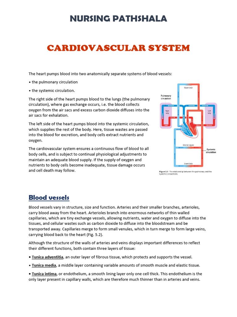Cardiovascular System Anatomy Physiology Pdf Heart Valve