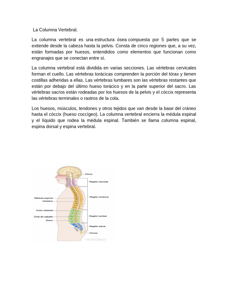 Estructura y Funciones de la Columna Vertebral | PDF | La columna ...