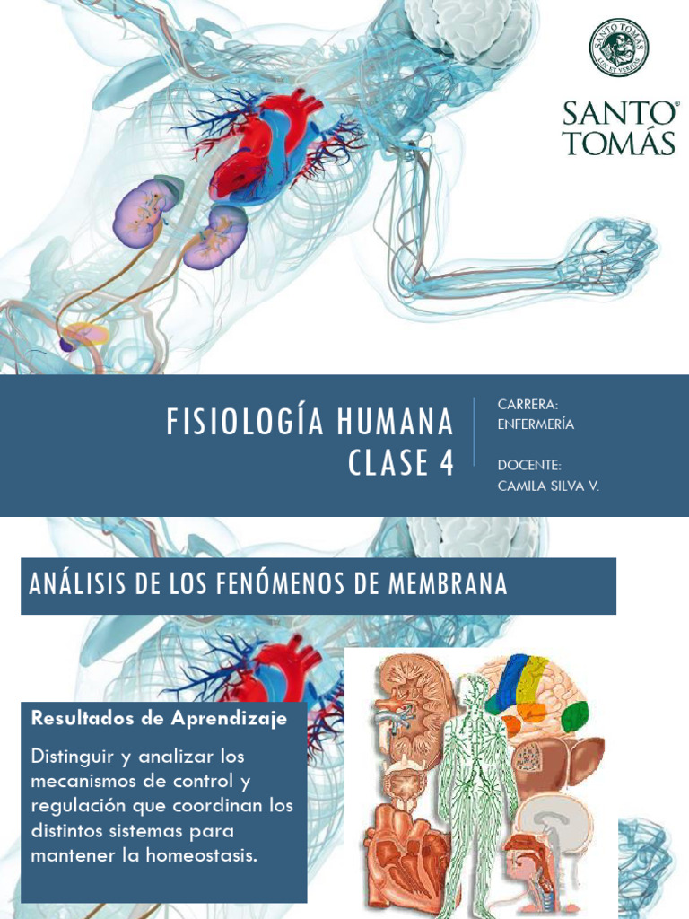 Fisiología 4 | PDF | Sinapsis | Neurona