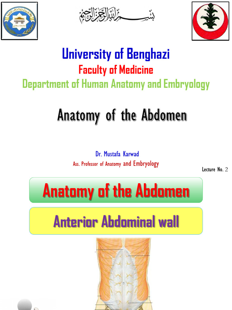 Anatomy of the Anterior Abdominal Wall | PDF | Abdomen ...
