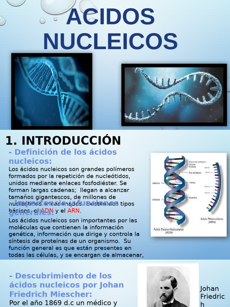 Acidos Nucleicos | PDF | Rna | Adn