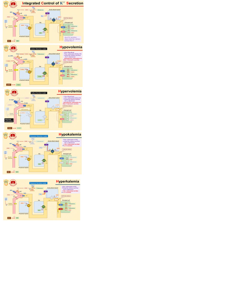Potassium Summary | PDF, image size:768x1024