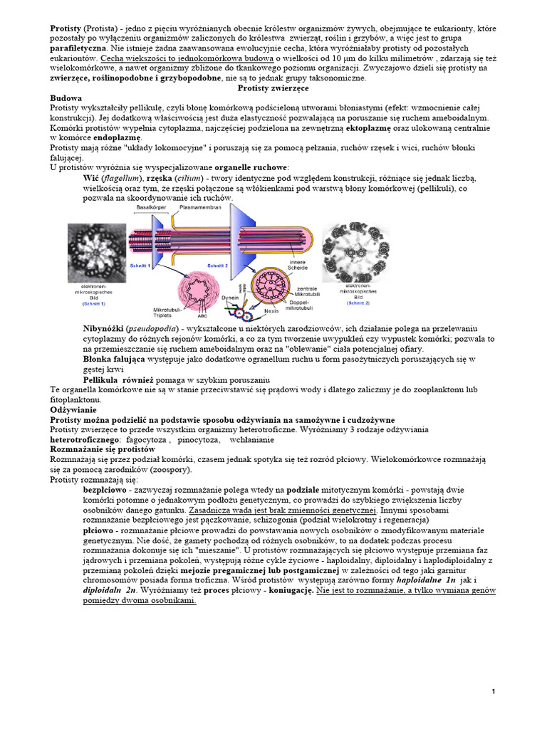 Protisty 3 | PDF