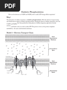 Oxidative Phosphorylation POGIL Answer Key