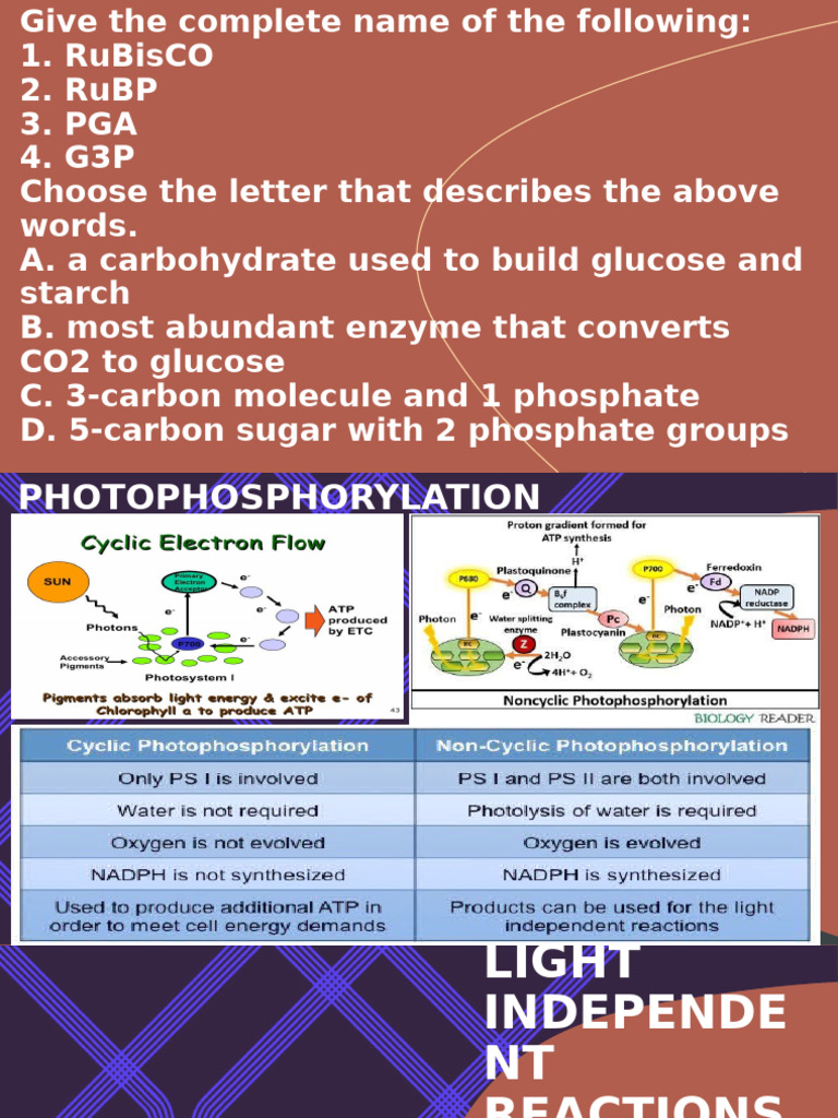 Understanding the Calvin Cycle Process | PDF | Metabolism | Biochemistry