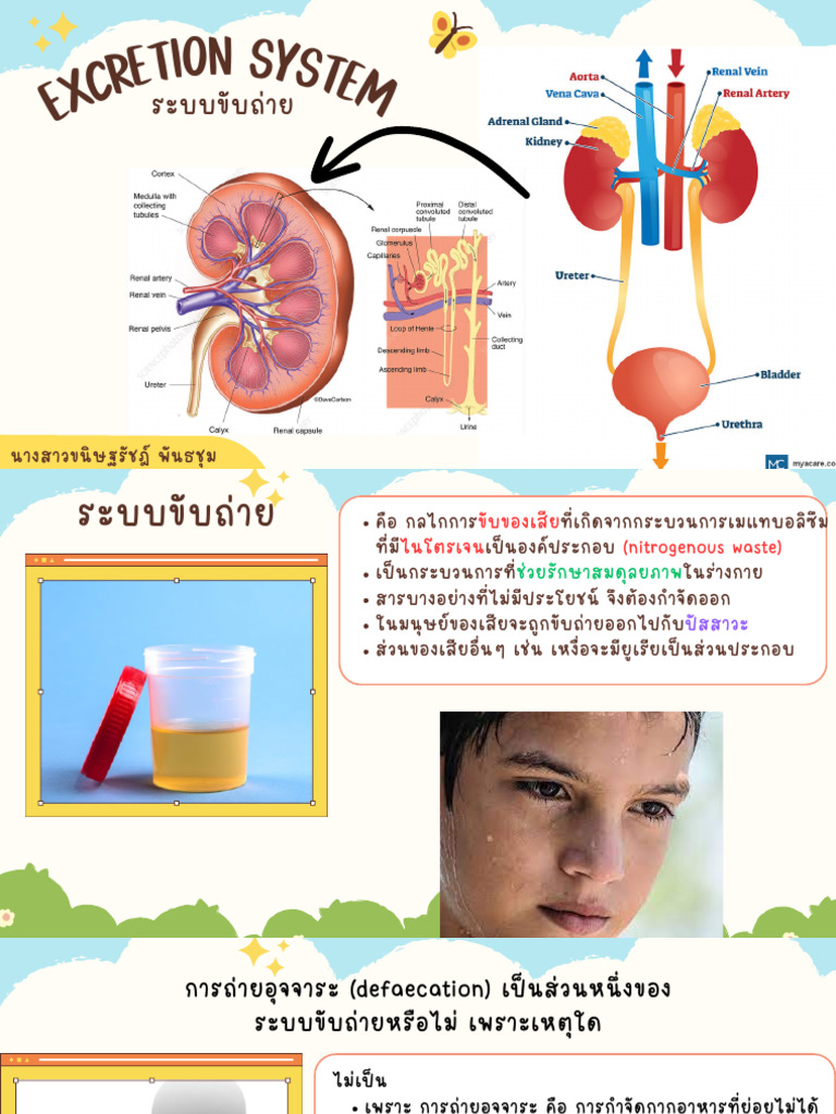 Excretion System | PDF