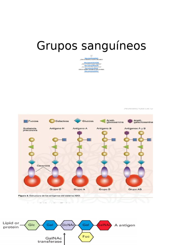 Herencia y tipos de grupos sanguíneos | PDF | Tipo de sangre | Anticuerpo