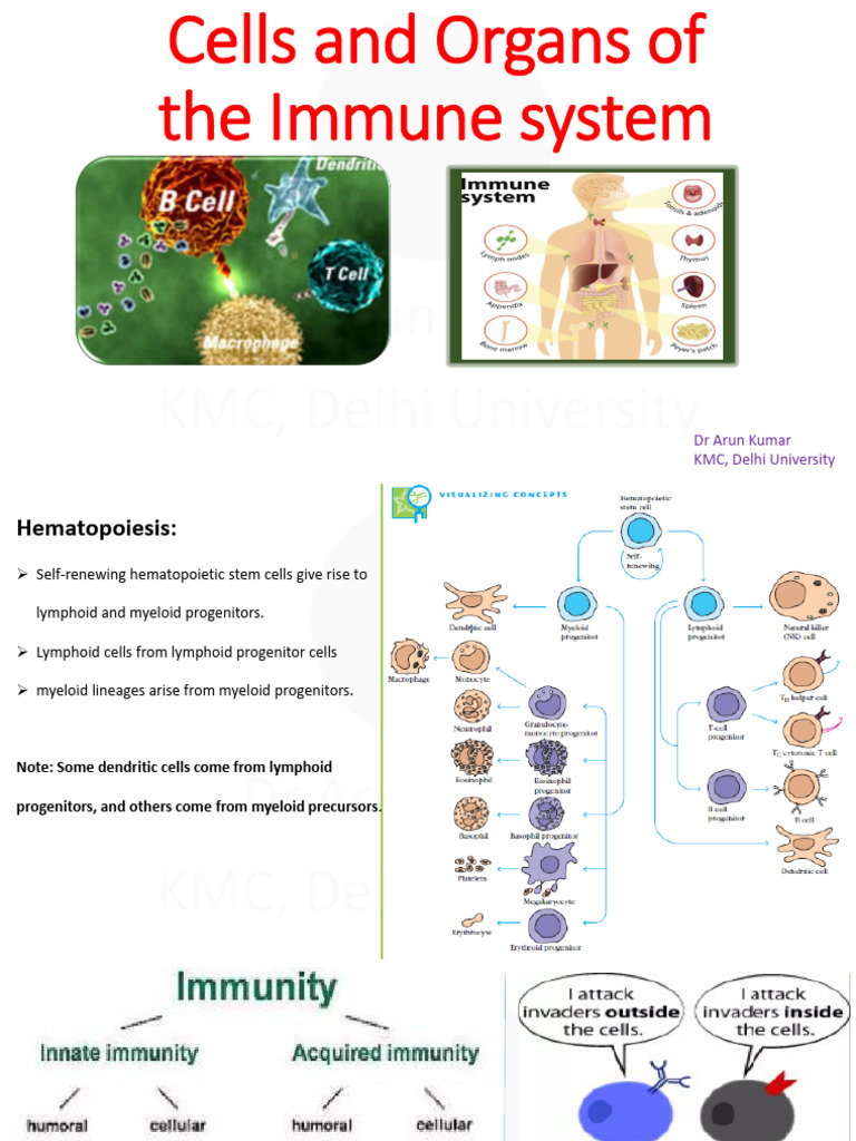 Immune System Cells and Organs Overview | PDF | Lymphatic System | B Cell