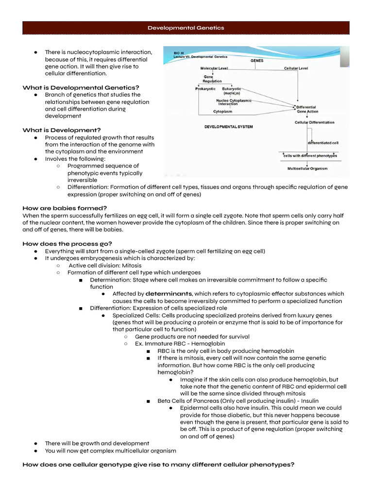 Understanding Developmental Genetics | PDF | Messenger Rna ...