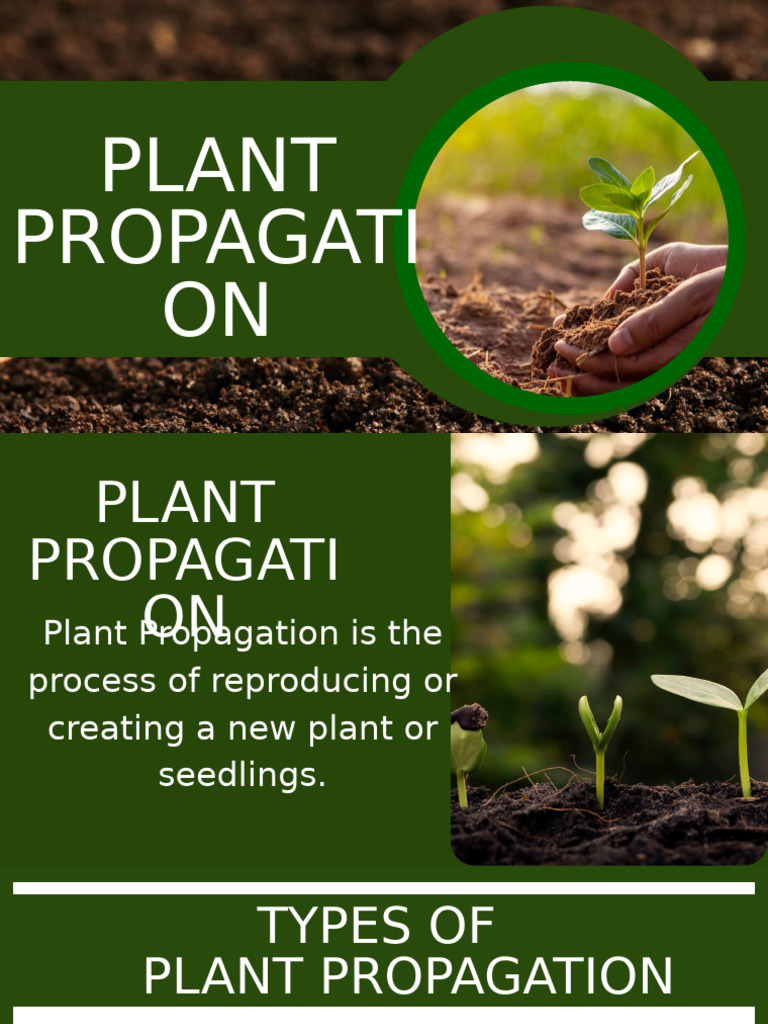 Plants Propagation | PDF