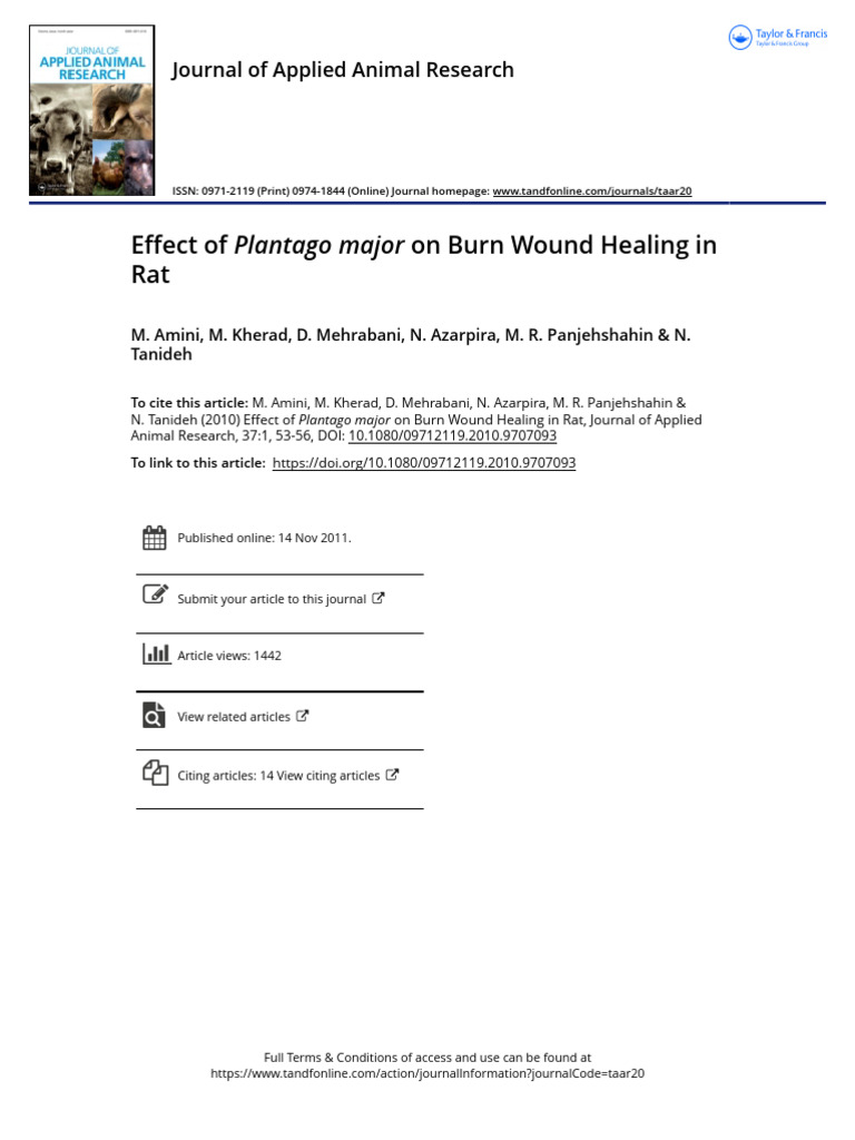Plantago Major's Impact on Rat Burn Healing | PDF | Wound Healing | Healing