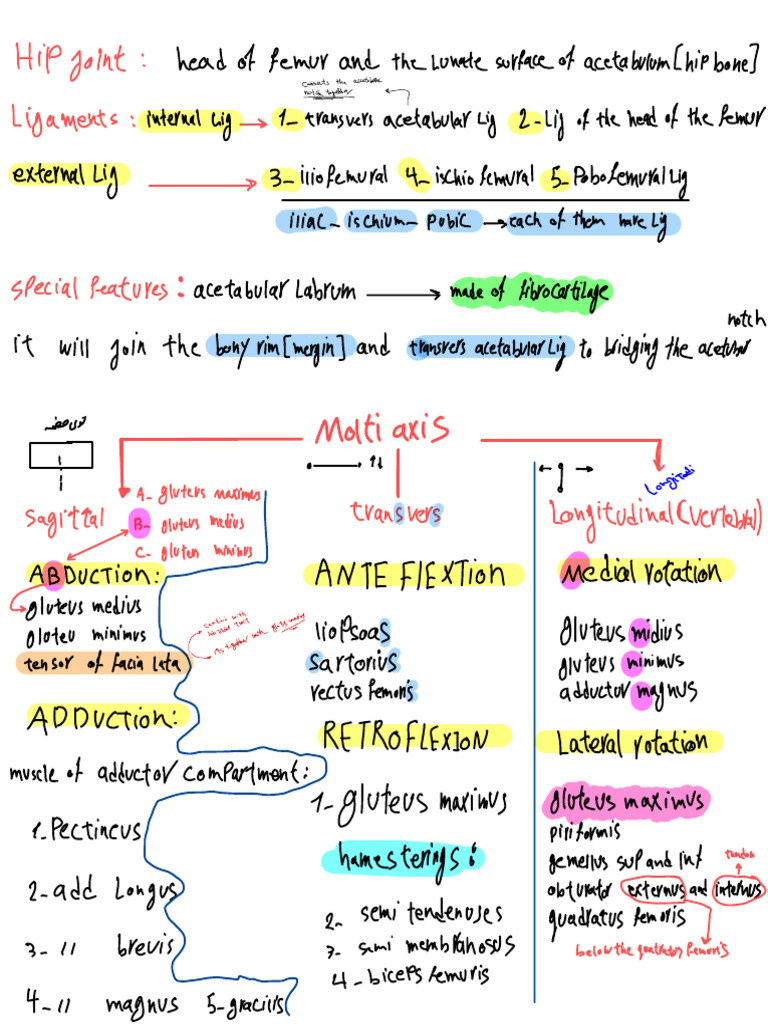 Anatomy (Take Note) 2 | PDF | Lower Limb Anatomy | Musculoskeletal System