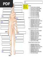 Labeled Diagram of Body Regions | PDF | Anatomical Terms Of Location ...