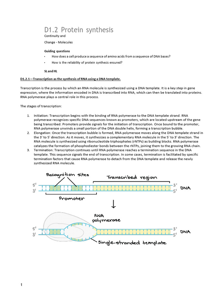 D 1.2 - Protein Synthesis | PDF | Rna | Translation (Biology)