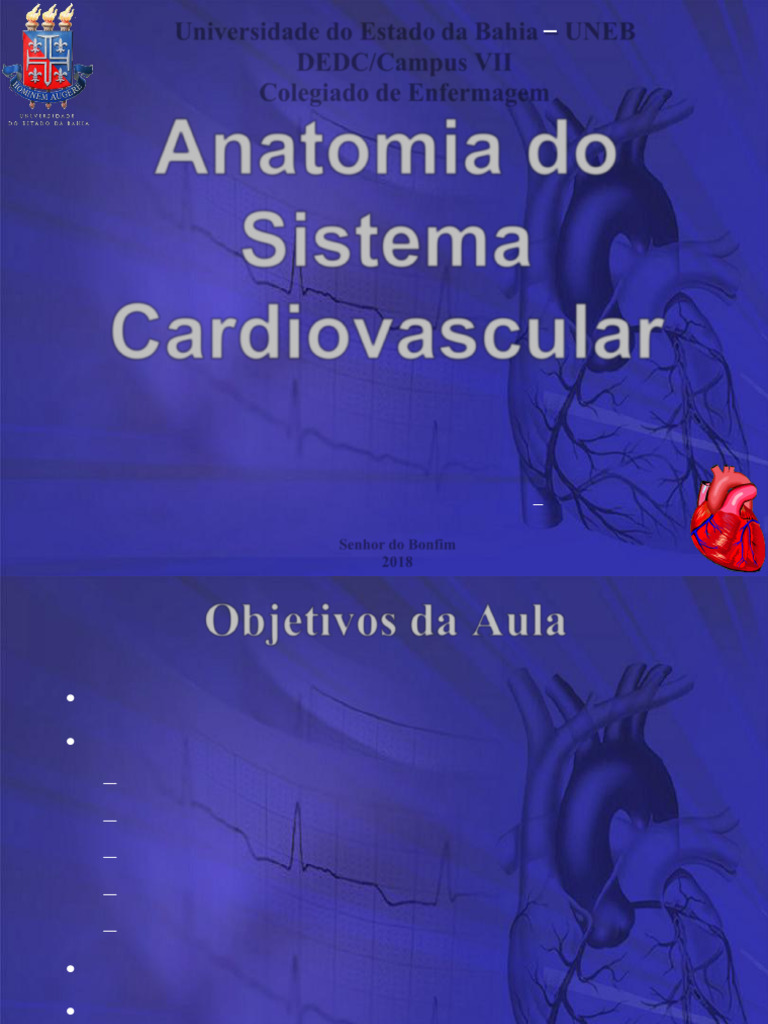 Anatomia do Sistema Cardiovascular | PDF | Coração | Ventrículo (coração)
