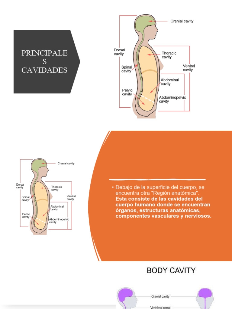 Cavidades Corporales y Imagenología | PDF | Tórax | Abdomen