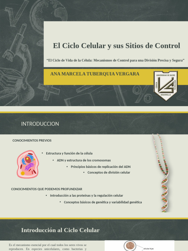 Control del Ciclo Celular y Mitosis | PDF | Ciclo celular | Mitosis