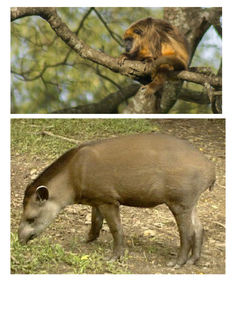 Algunos Animales de La Reserva de Horco Molle | PDF