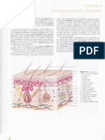 Integumentary System