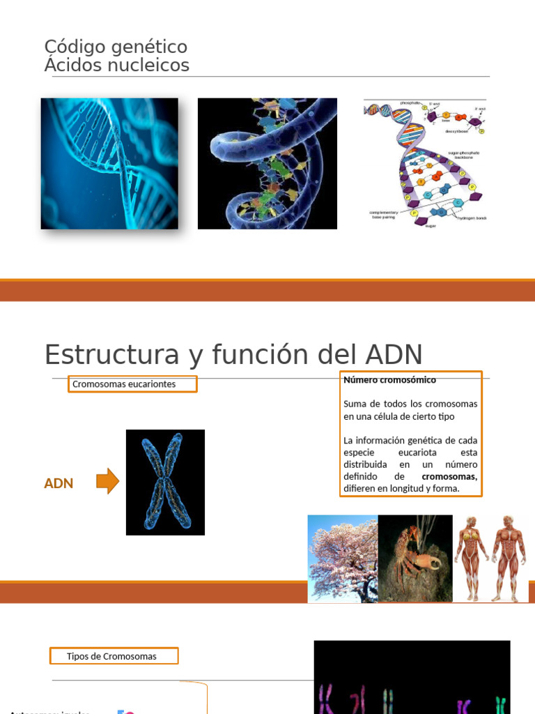 Código Genético | PDF | Adn | Rna