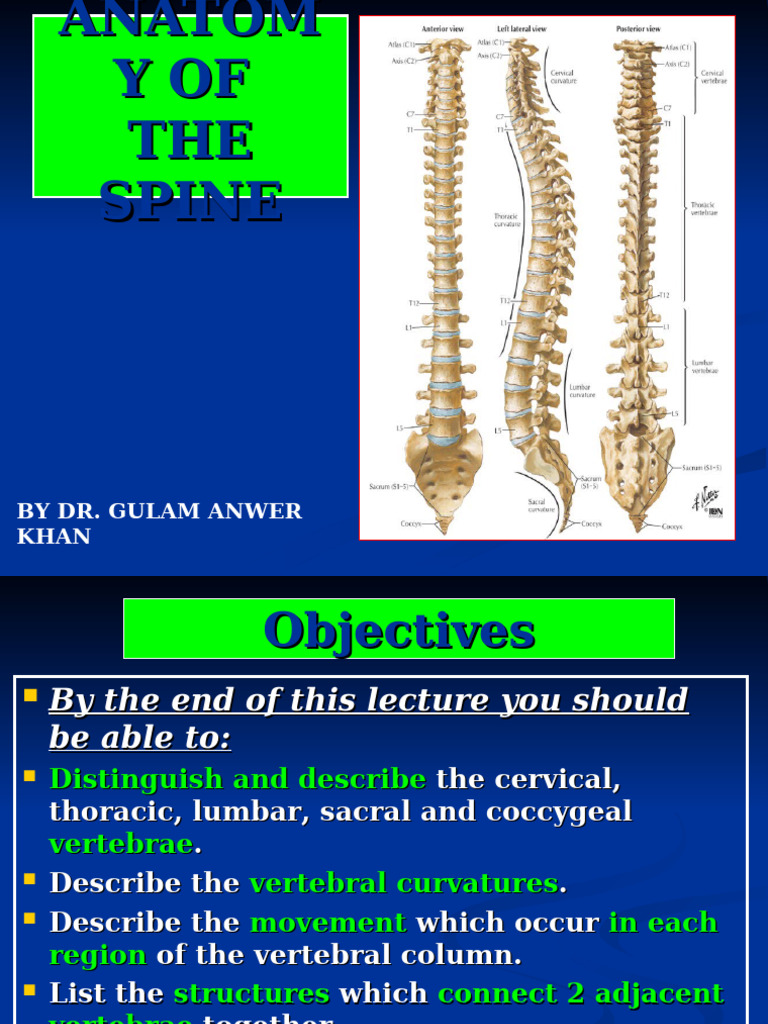 Anatomy of the Spine Explained | PDF | Vertebra | Vertebral Column
