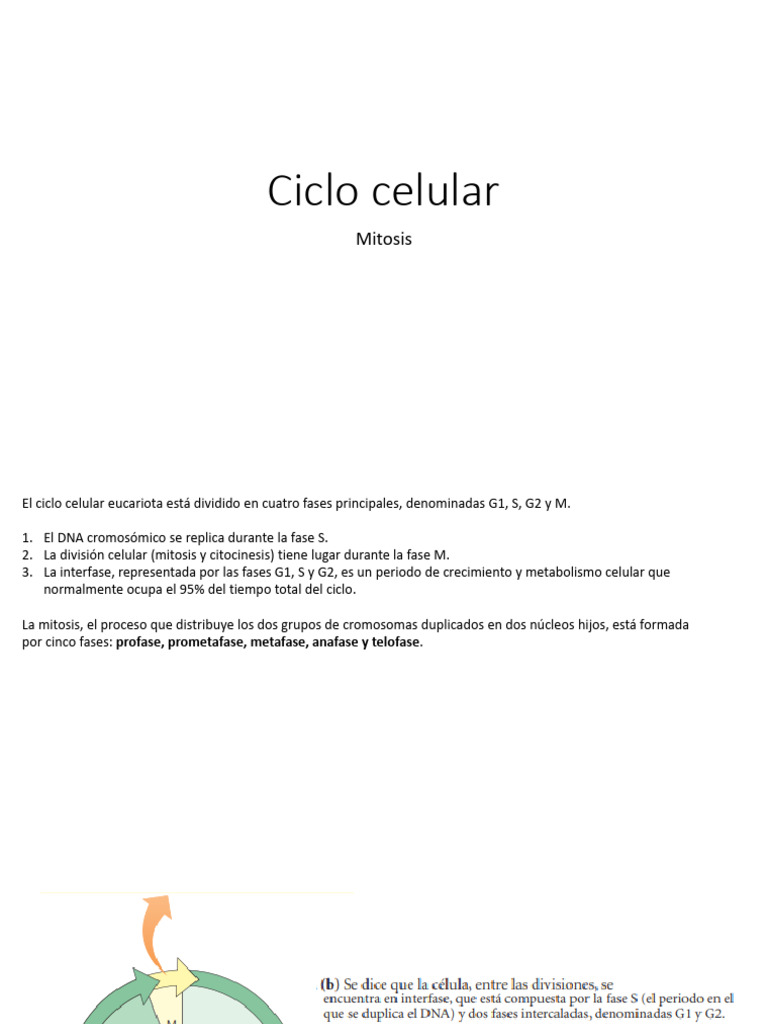 Fases del Ciclo Celular y Mitosis | PDF | Mitosis | Mitosis