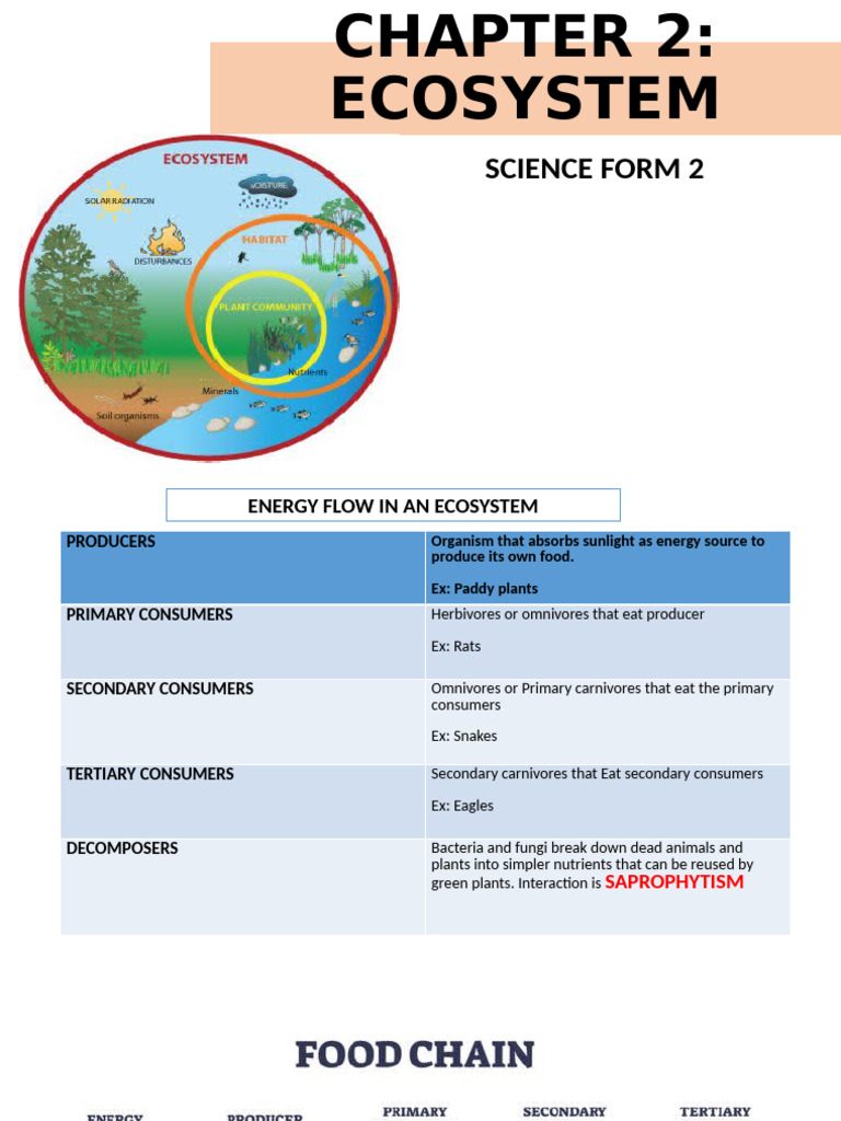 Ecosystem Dynamics: Energy & Nutrient Flow | PDF | Science & Mathematics