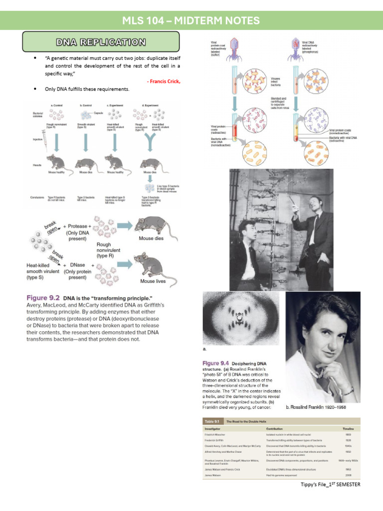 MLS 104- Midterm Notes | PDF | Rna | Translation (Biology)