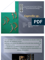 Caprella sp