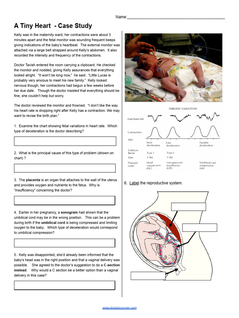 A Tiny Heart: Case Study of Lucas | PDF | Heart | Cardiovascular System