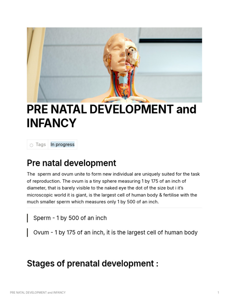 Prenatal Development Stages Explained | PDF | Fertilisation | Prenatal ...