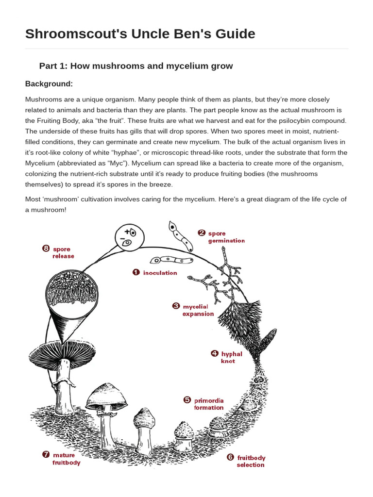 Shroomscout - S Uncle Ben - S Guide | PDF | Mushroom