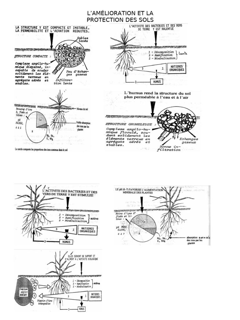 Amélioration et protection des sols | PDF | Système immunitaire | Calcium