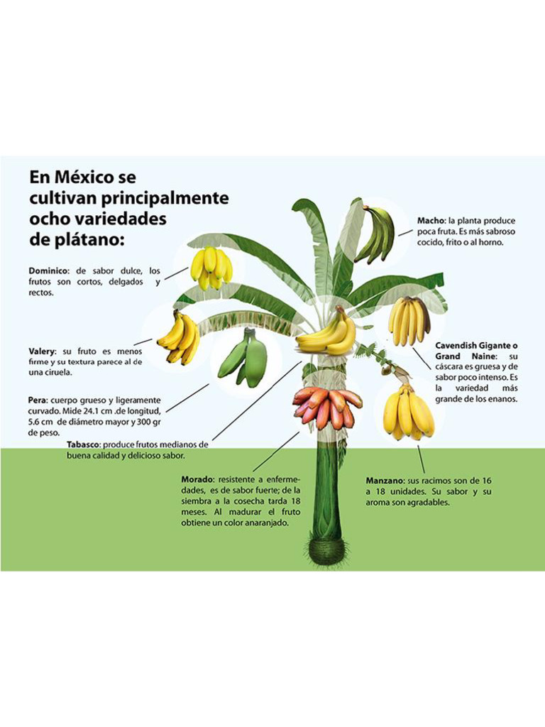 Variedad Mexicana de Platanos | PDF